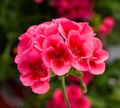 Over het algemeen geldt de zomerbloeiers bestel je snel, eenvoudig en veilig bij qfb gardening. Zomerbloeiers Dit Zijn De Trends Tuinplantencentrum De Pauw