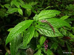 Image result for Petiveriaceae