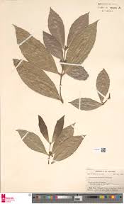 Image result for Cassipourea