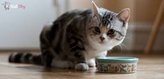 Tavsiye Edilen Kisirlastirilmis Kedi Mama Markalari Kedi Blog