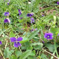 The flowers of the day lily and the roots of the water lily also are edible. Spring Foraging Wild Edible Flowers Greens And Shoots Good Life Revival