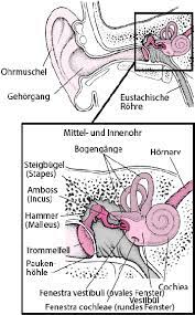 Benommenheit Und Schwindel Vertigo Hals Nasen Und Ohrenerkrankungen Msd Manual Ausgabe Fur Patienten