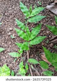 Image result for Oplismenus hirtellus