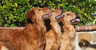 Selecting A Breeder Golden Retriever Club Of America