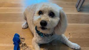 Charlotte Observer cutest dog contest: Who is the winner?