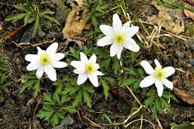 I fiori primaverili rendono freschi gli ambienti e rendono più allegro e frizzante l'umore. Numerosi Sono I Fiori Invernali Spontanei Che Possiamo Vedere Girando Nel Territorio Del Sud Est Milanese Gallery Natura 7giorni