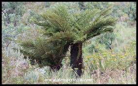 Image result for Cyathea dregei