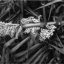 Image result for Eremospatha haullevilleana