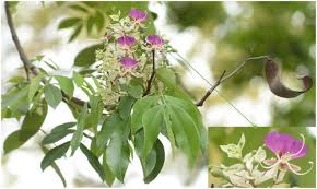 Image result for Indigofera brevicalyx