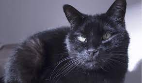 Discontinue feeding them that food and see if the lumps subside. Cutaneous Masses In Cats Lumps Bumps On Cats Petcoach