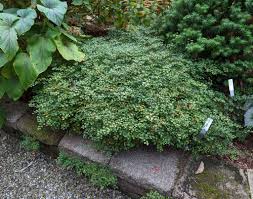 Image result for Smilax