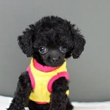 Black And White Toy Poodle Puppies For Sale Micro Teacup Poodle Puppies Micro Teacup Poms Tea Cup Poodle Micro Teacup Poodle Poodle Puppy