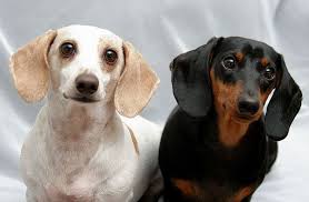 Levi And Mocha Doxie Animals Black And Tan