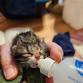 We’re Expecting – Kittens!