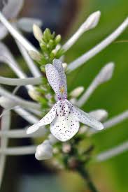 Image result for Pseuderanthemum ludovicianum