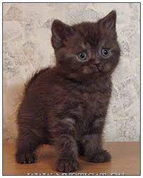pin on a kitty cat crazy