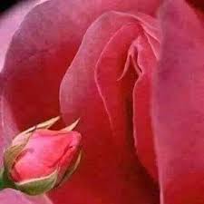 اعشق الكس بكل مافيه Loransesb Twitter