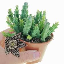 Image result for Orbea variegata