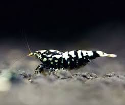 Aquarium Panosundaki Pin