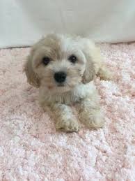 Luxury cavapoo puppies, cavapoo puppies, mini cavapoo puppies, cavapoo, ca. Pin On Puppies For Sale