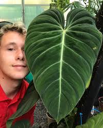 Vibrant yellow octopus sticker for underwater whimsy