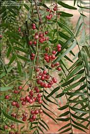Schinus molle (peruvian peppertree) is an aromatic, evergreen shrub or tree (family anacardiaceae) found in central and southern california. Plantfiles Pictures California Pepper Tree Mastic Tree Peppercorn Tree Peruvian Mastic Tree Schinus Molle Pepper Tree California Pepper Tree Mastic Tree