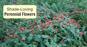 Five of the best flowers for outdoor pots five of the best: Shade Loving Perennial Flowers 15 Beautiful Choices For Your Garden