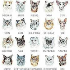 16 Likes 0 Comments Debbie Moh Debbie Moh On Instagram Repost Dailypawmeow What S Your Cat Comment Cats Illustration Cat Breeds Chart Crazy Cats