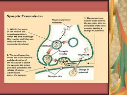 Pixie dust, magic mirrors, and genies are all considered forms of cheating and will disqualify your score on this test! Chapter Three Biology And Behavior Ppt Download