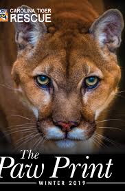nakobi cougar Archives - Carolina Tiger Rescue