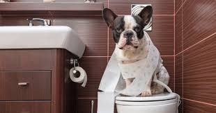 Does Your Dog Follow You To The Toilet Here S Why