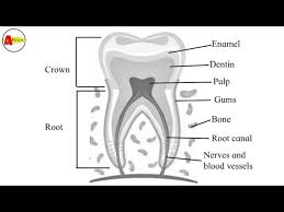 A long bone has two parts: How To Draw Tooth Anatomy Diagram Class 11th Diagram Of Tooth Anatomy Labelled Youtube