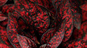 Ipad hintergrundbilder apple ipad hintergrundbilder for ipad foto. Mein Neues Ipad Hintergrundbild Wallpaper Galerie Mactechnews De
