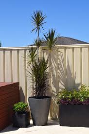 Potted Swimming Pool Planting Fence Screening Contemporary Landscape Perth By Nouveau Garden Designs