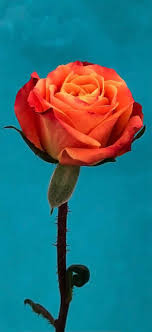 Ios 11 Orange Rose Flower Turquoise Abstract Apple Wallpaper Iphone X Iphone 8 Clean Beauty Samsung Wallpaper New Nature Wallpaper Iphone Wallpaper