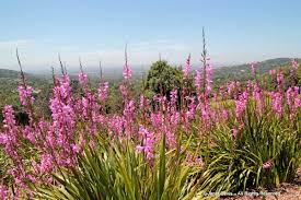 Image result for Watsonia borbonica