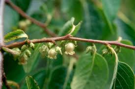 Image result for Diospyros virgata