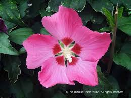 The brightly colored blooms are typically dried for use in making teas and other beverages, including alcoholic cocktails. Browse And Search The Tortoise Table Plant Database