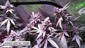 Maybe you would like to learn more about one of these? Orange Bud Dutch Passion 120w Led Grow By Balamba Mumba
