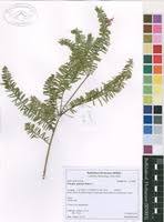 Image result for Polygala gazensis