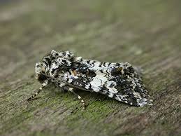 Image result for Hadena compta