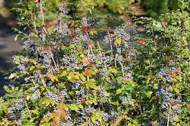 Image result for Bocconia arborea