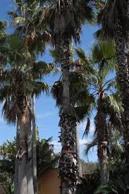 Mexican fan palms are grown as ornamental plants, mostly in commercial or public open spaces and as street trees because of their huge size, which makes them unfit for most residential landscapes. Enh 827 St670 Washingtonia Robusta Mexican Fan Palm