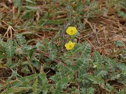 Image result for Tribulus excrucians