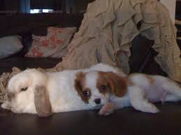My Cavalier King Charles Spaniel And My Old Miniature Lop Cashmere Bunny Who Has Now Passed Away Bunny Cavalier King Charles Spaniel Cute Puppies Puppies