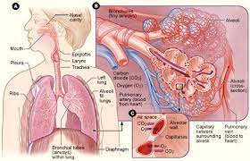 Guiding patients through decisions in idiopathic pulmonary fibrosis (ipf): Copd Patient Management Ceu Wild Iris Medical Education
