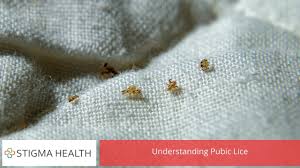 Image result for pubic lice symptoms