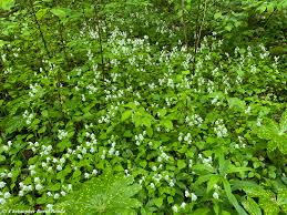 Image result for Synadenium glabratum