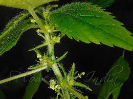 Image result for Acalypha brachystachya