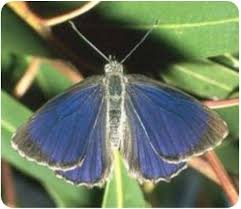 Pin By Sing Fong Tain On Mariposas Butterfly Conservation Beautiful Butterflies Small Black Ants